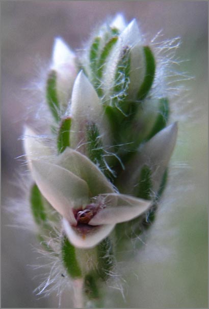 sm P53 Dwarf Plantain.jpg - The individual flower you see open on this native Dwarf Plantain (Plantago erecta) is about 1/32" across.